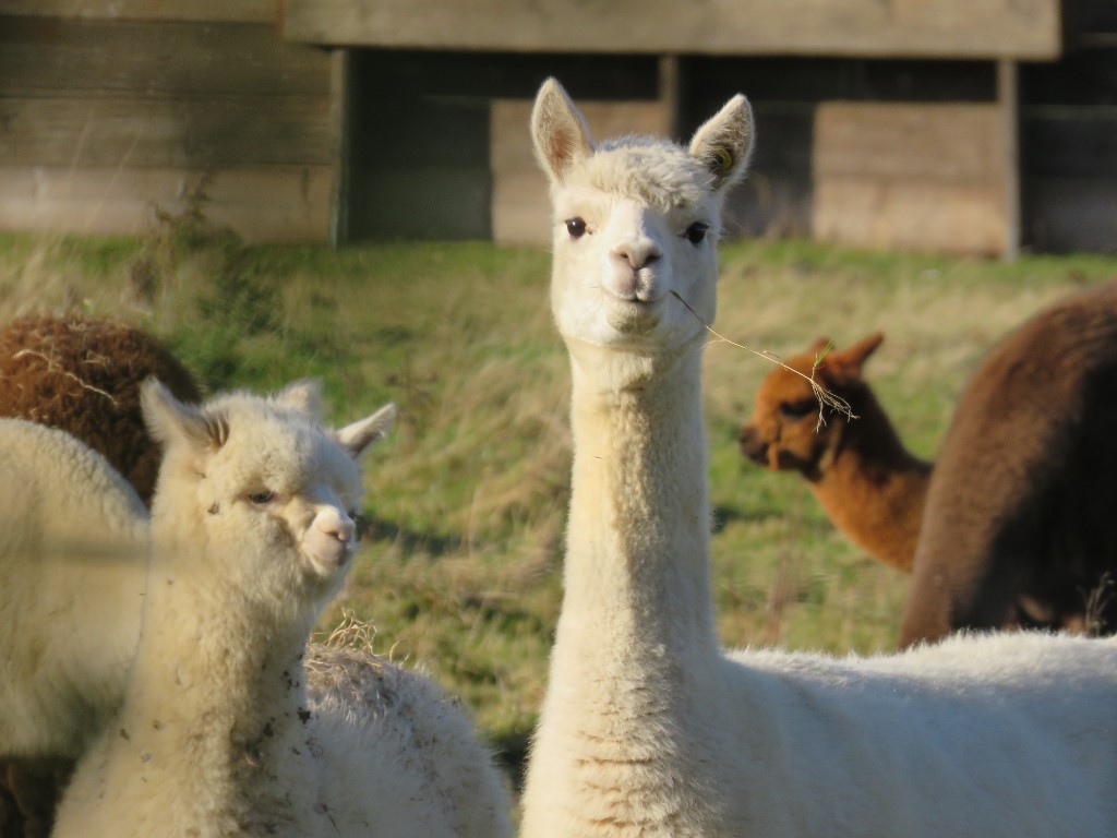 White alpaca